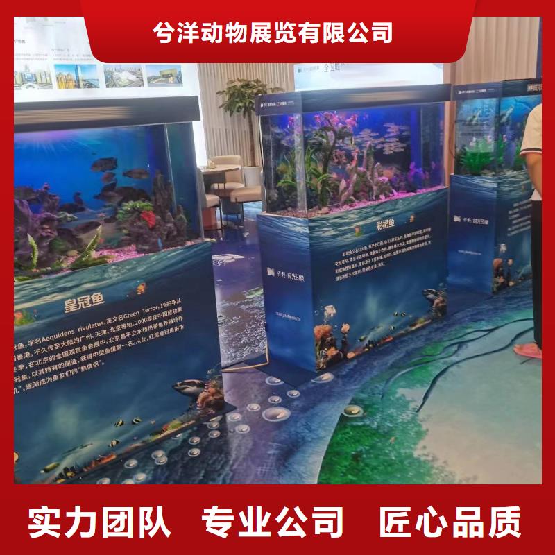 海洋主题动物表演出租羊驼齐全