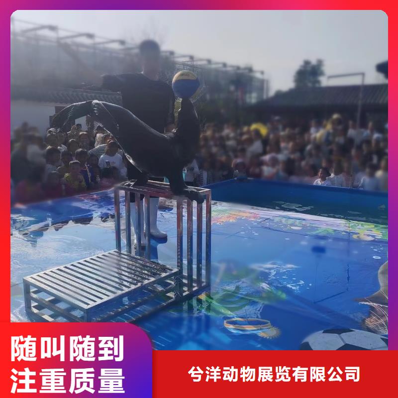 海洋主题动物表演【海狮杂技表演】品质服务