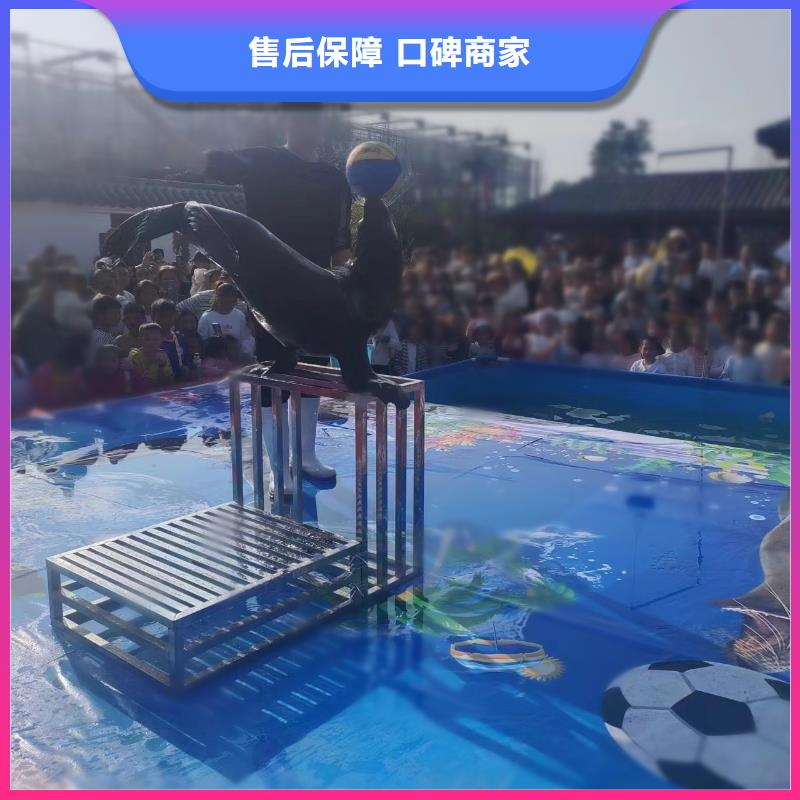 海洋主题动物表演观赏性羊驼租赁免费咨询
