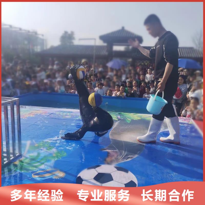 海洋主题动物表演【出租海狮表演】欢迎询价
