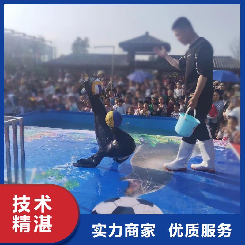 海洋主题动物表演【企鹅表演】精英团队