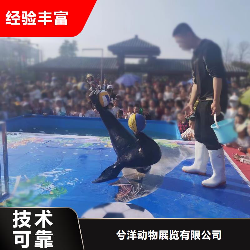 海洋主题动物表演_环球飞车表演出租长期合作
