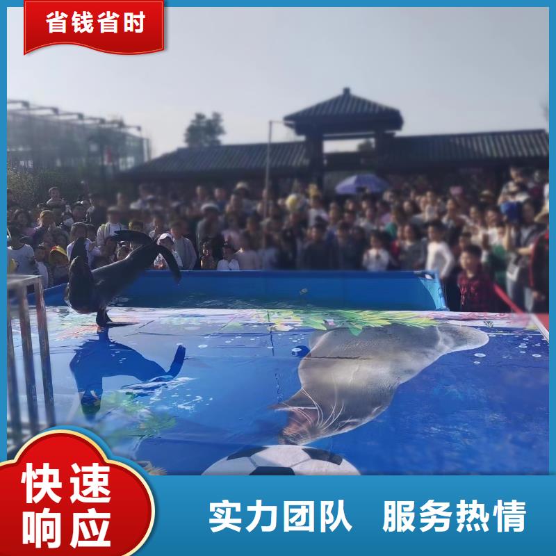 海洋主题动物表演 【海狮表演】品质卓越