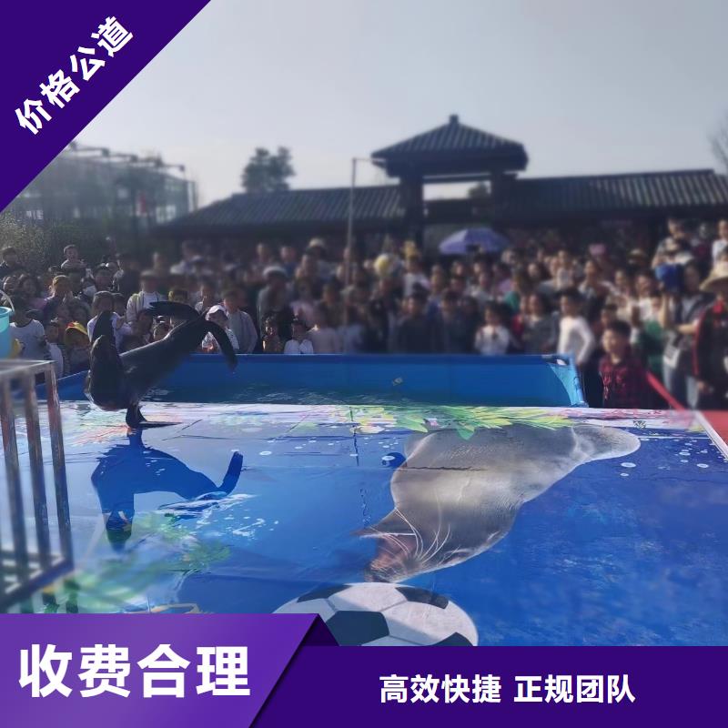 企鹅租赁活跃气氛