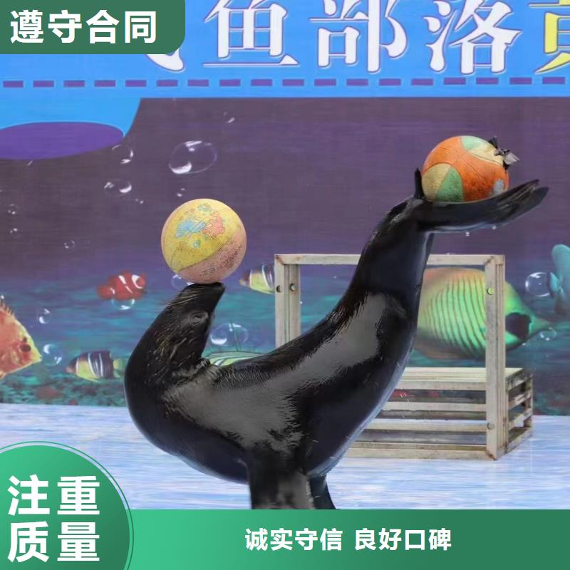 【海洋主题动物表演】动物表演出租免费咨询
