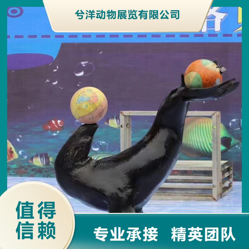 海洋主题动物表演 出租马戏表演质优价廉