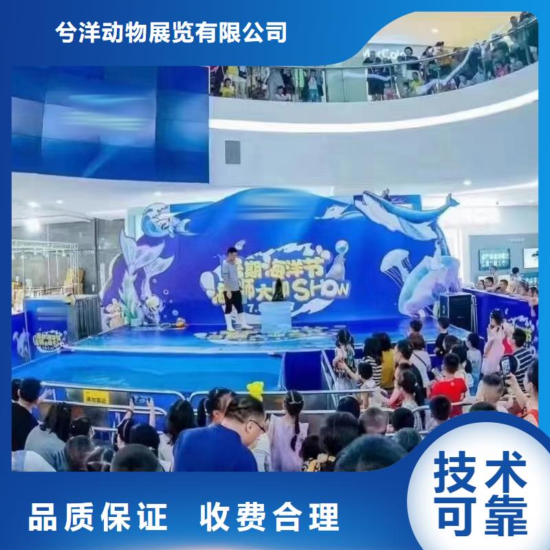 海洋主题动物表演海狮表演出租良好口碑