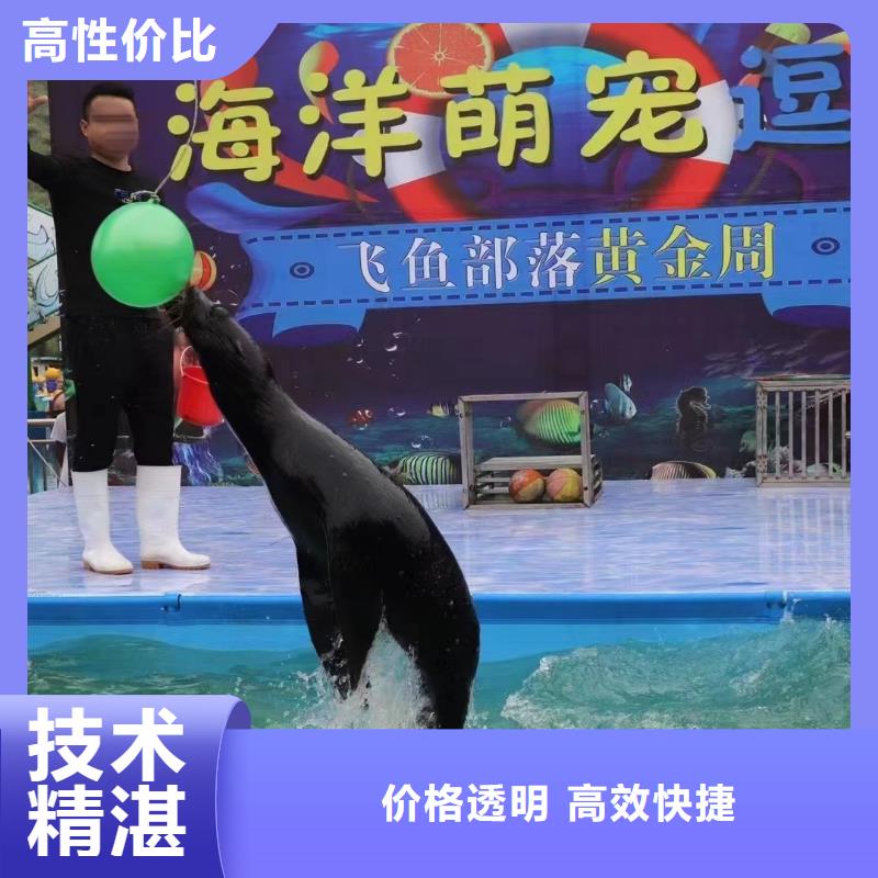 海洋主题动物表演【海狮杂技表演】品质服务