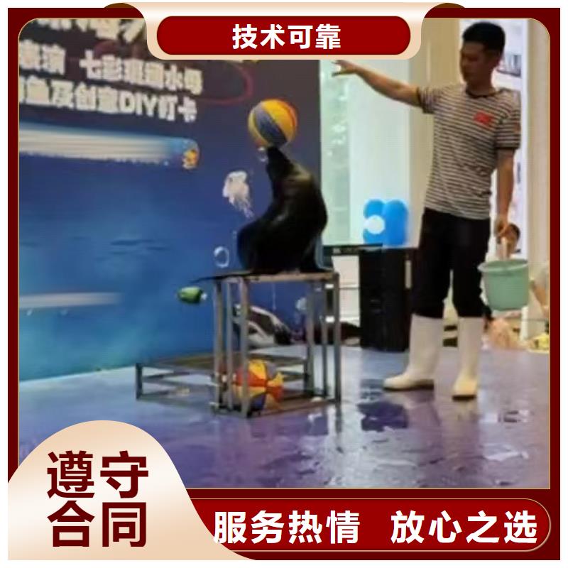 海洋主题动物表演 【海狮表演】品质卓越