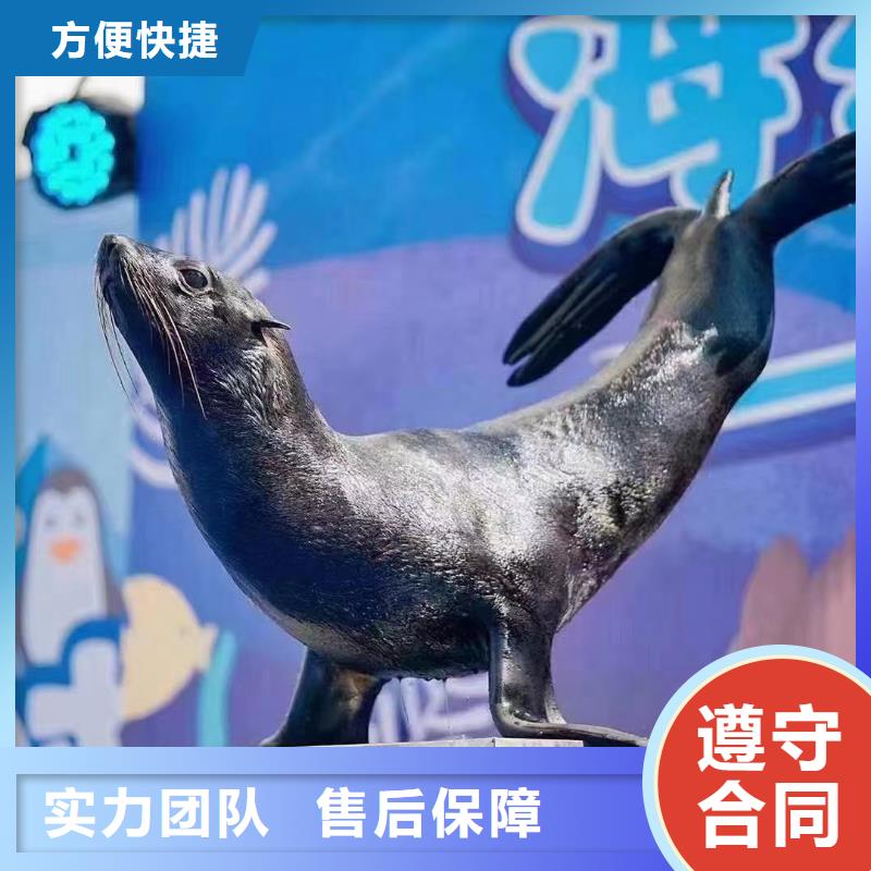 海洋主题动物表演,驯兽表演解决方案