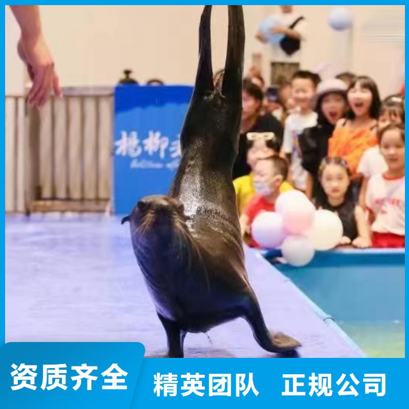 海洋主题动物表演-【美人鱼表演出租】一站搞定