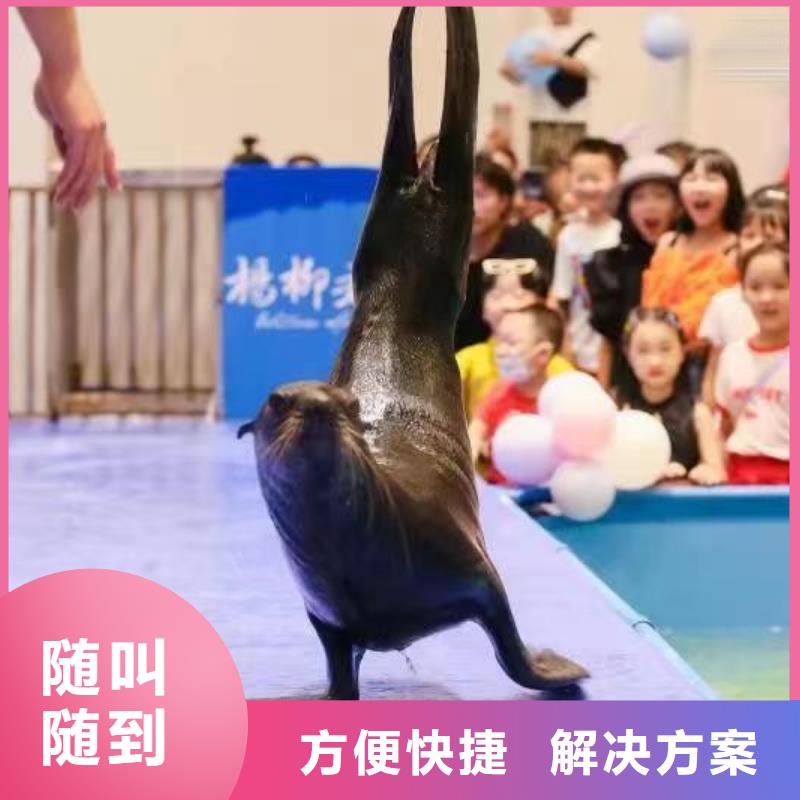 海洋主题动物表演【企鹅演出】口碑公司