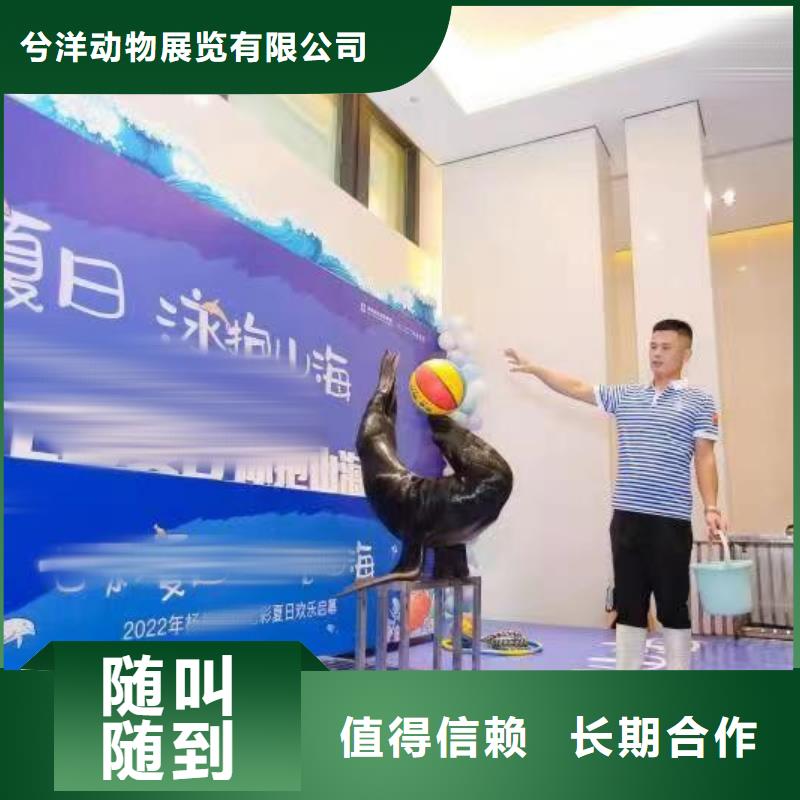 海洋主题动物表演马戏团表演欢迎合作