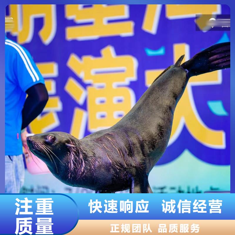 海洋主题动物表演马戏团出租 一站搞定