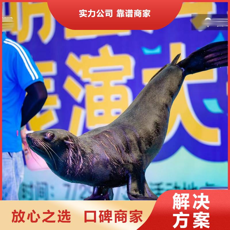 海洋主题动物表演 出租马戏表演质优价廉