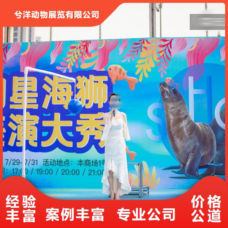 羊驼出租视频-河南省信阳市兮洋羊驼出租可服务区域光山|息县|安阳|洛阳|郑州|商丘|南阳等
