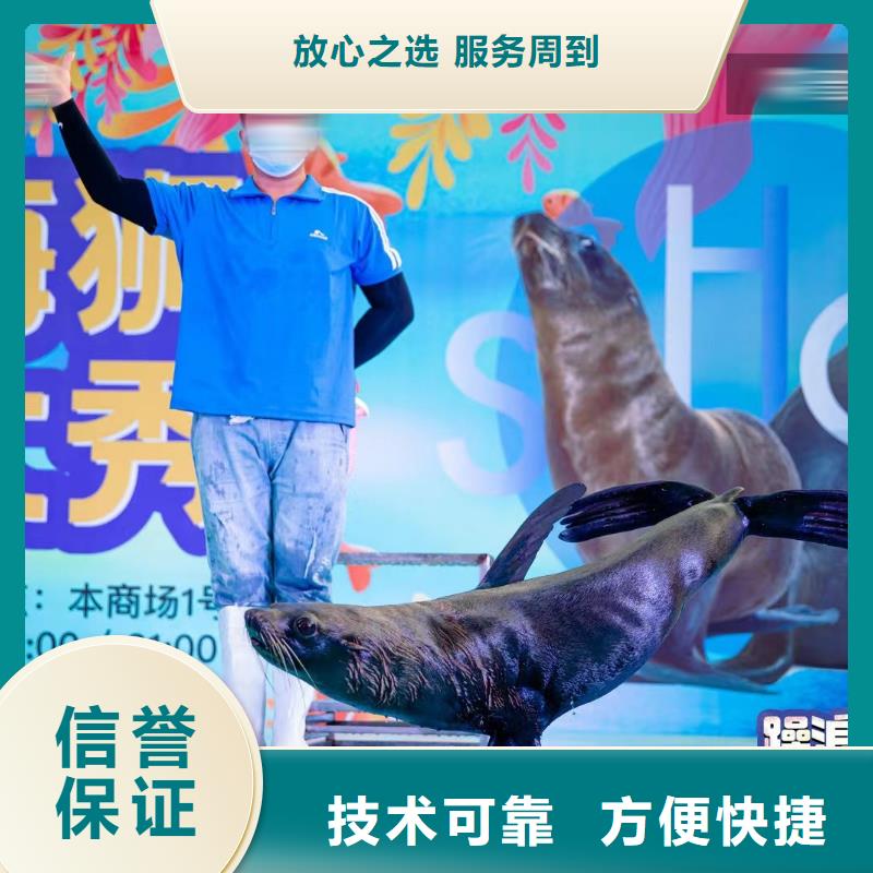 海洋主题动物表演_驯兽表演资质齐全