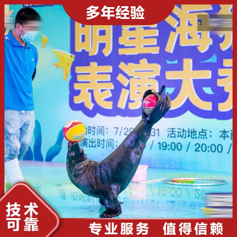 海洋主题动物表演,驯兽表演实力团队