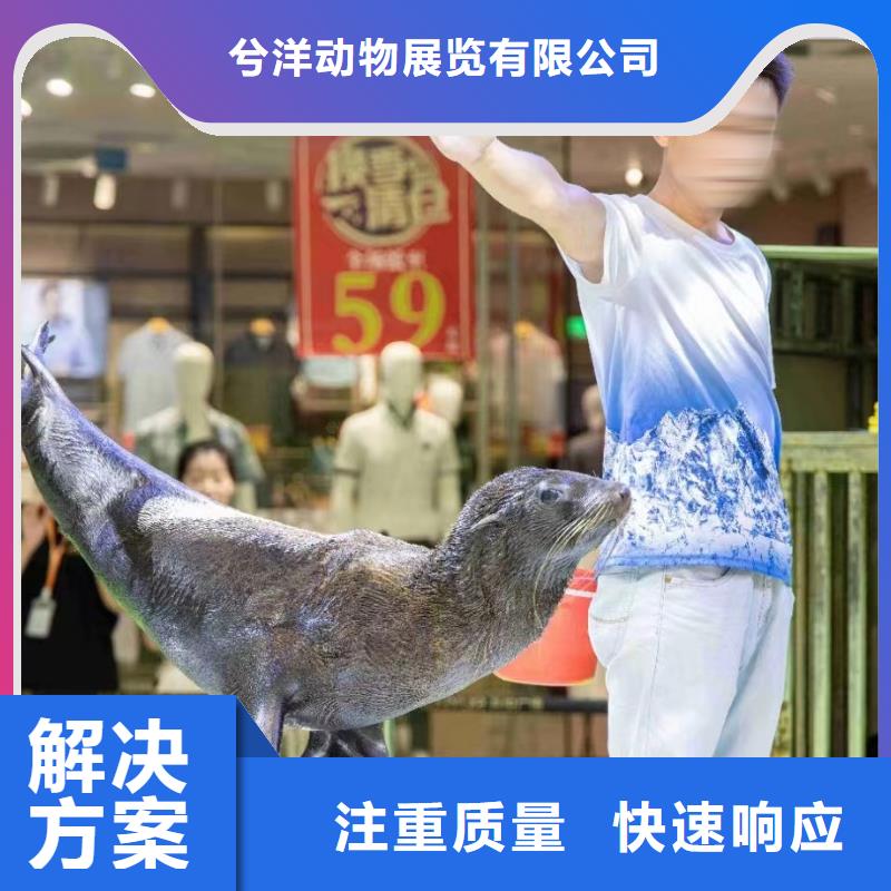 海洋主题动物表演【企鹅演出】口碑公司