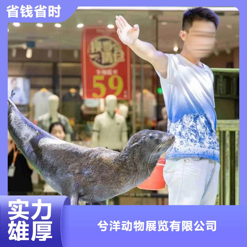 海洋主题动物表演萌宠动物展出租经验丰富