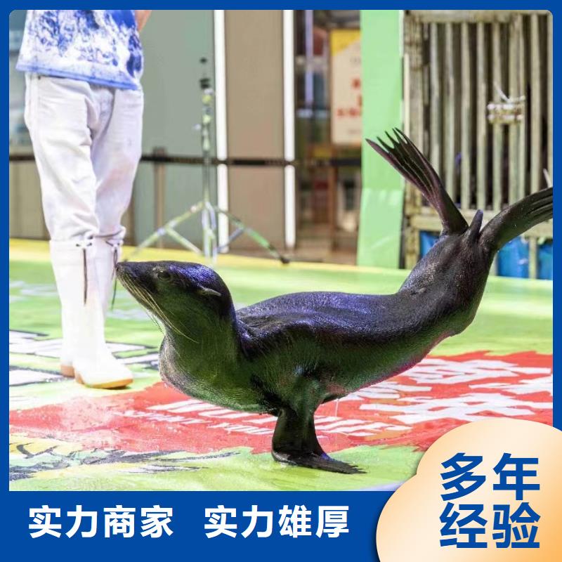 海洋主题动物表演海狮表演出租专业