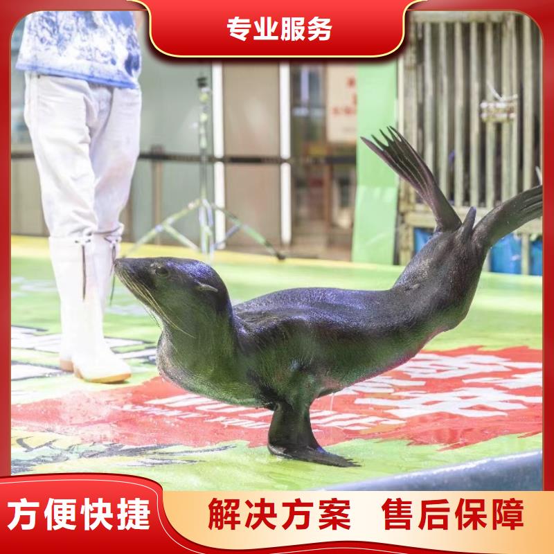 【海洋主题动物表演】 羊驼出租诚信经营