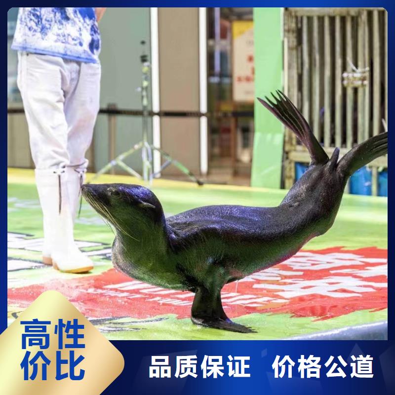 海洋主题动物表演_环球飞车表演出租长期合作