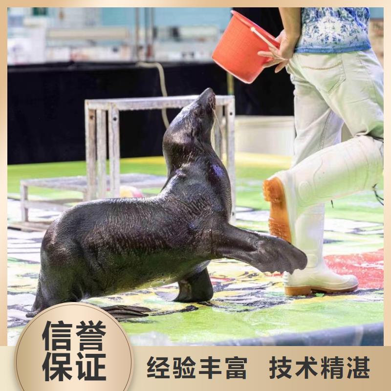海洋主题动物表演鹦鹉表演专业可靠