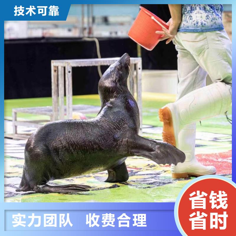 海洋主题动物表演羊驼出租省钱省时