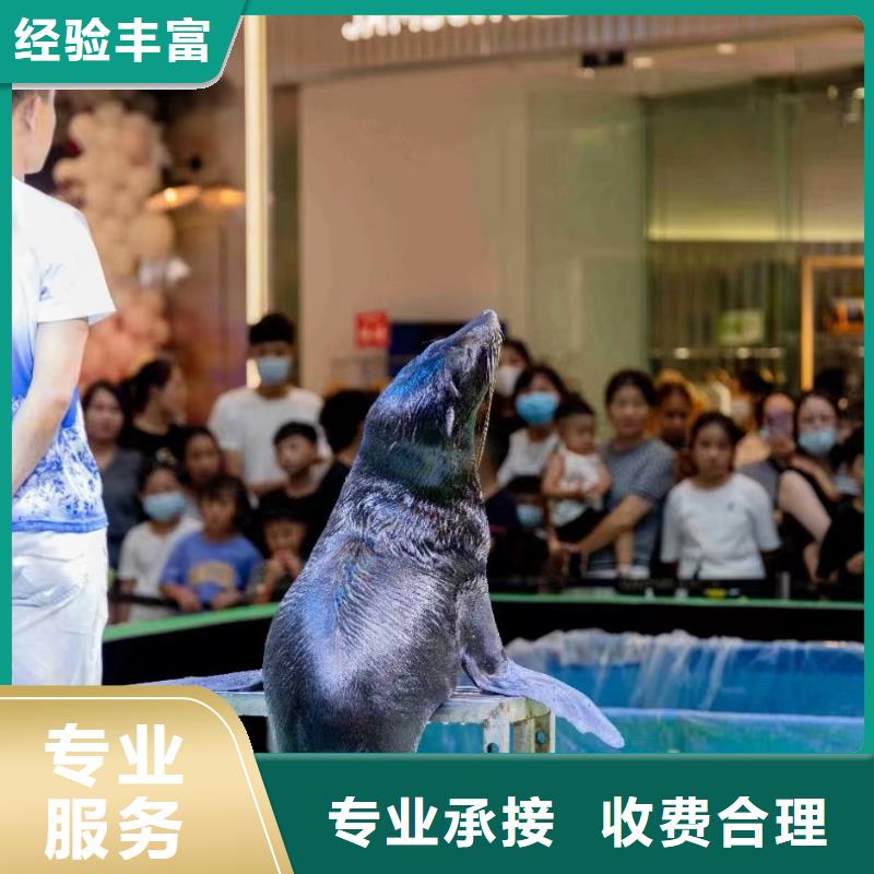 海洋主题动物表演表演羊驼租赁精英团队