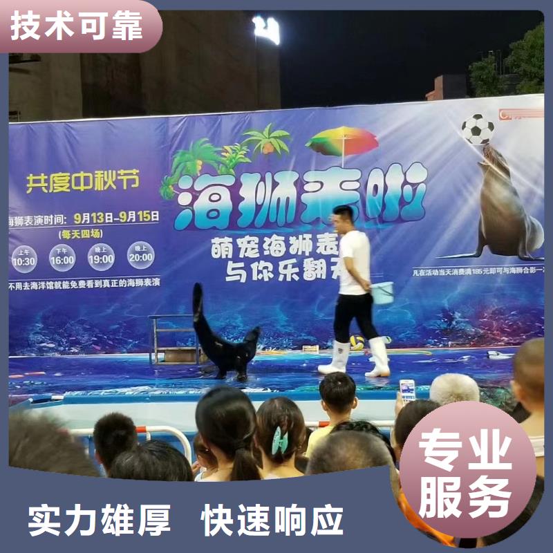 海洋主题动物表演_驯兽表演资质齐全