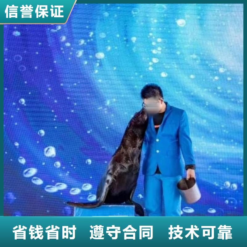 海洋主题动物表演出租海狮表演2025公司