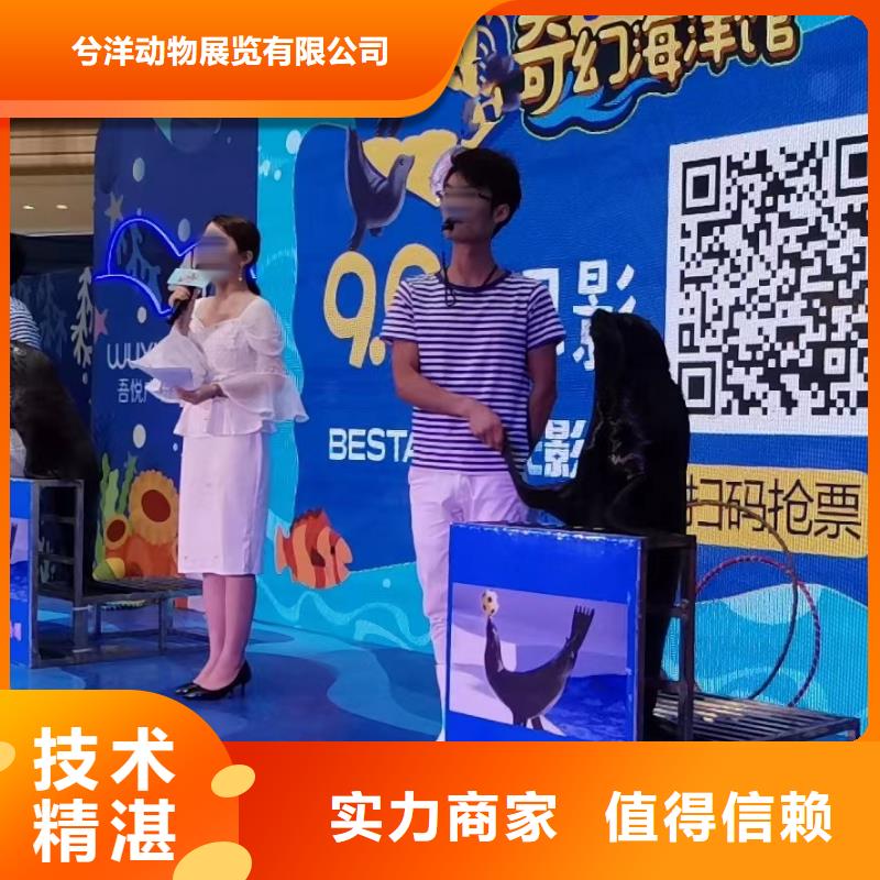 海洋主题动物表演海狮表演出租多年经验
