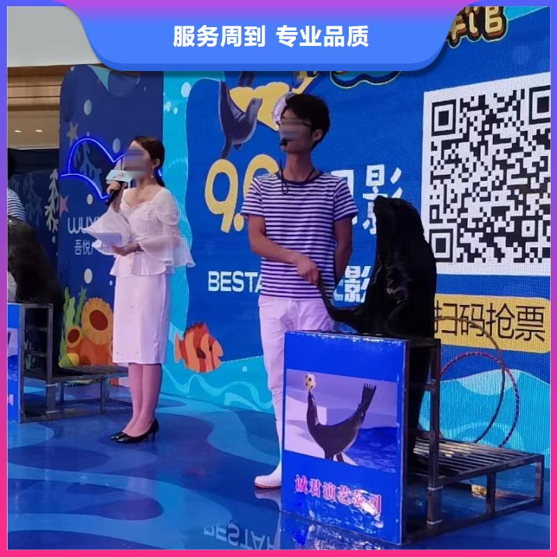 海洋主题动物表演【海狮杂技表演】省钱省时