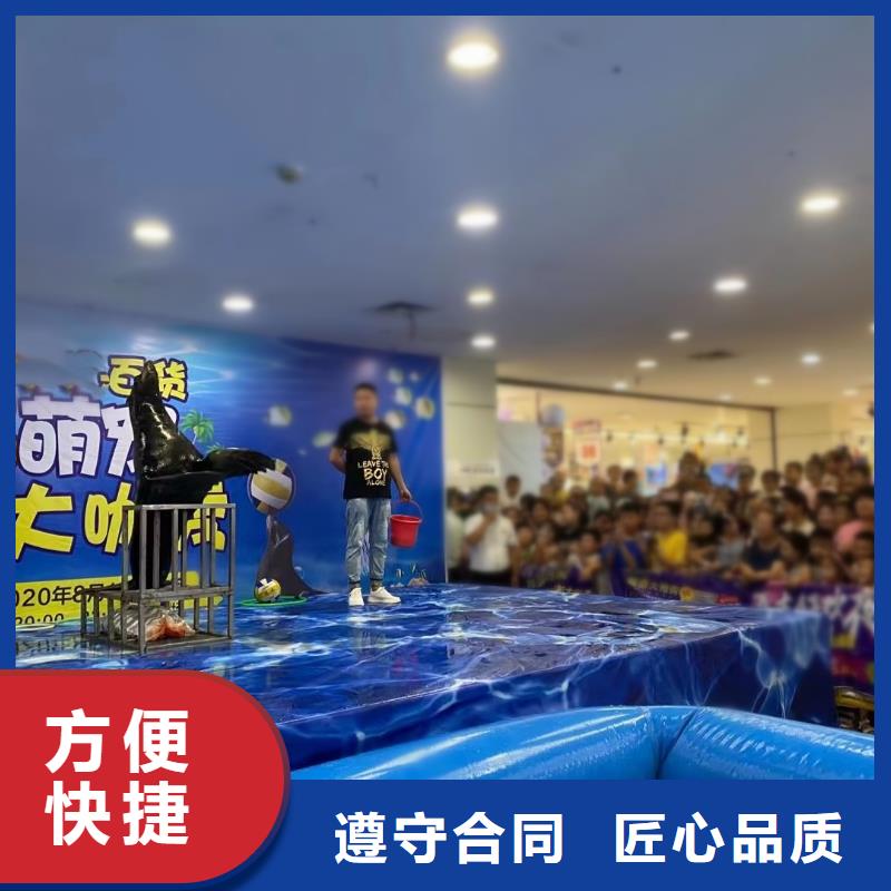 海洋主题动物表演【出租企鹅表演】靠谱商家