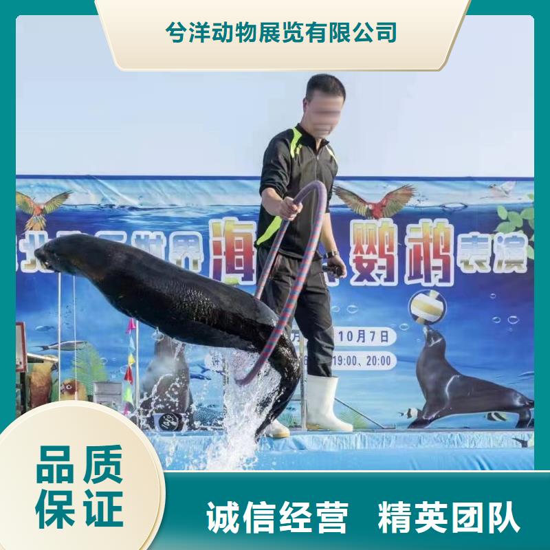 海洋主题动物表演出租表演鹦鹉信誉良好