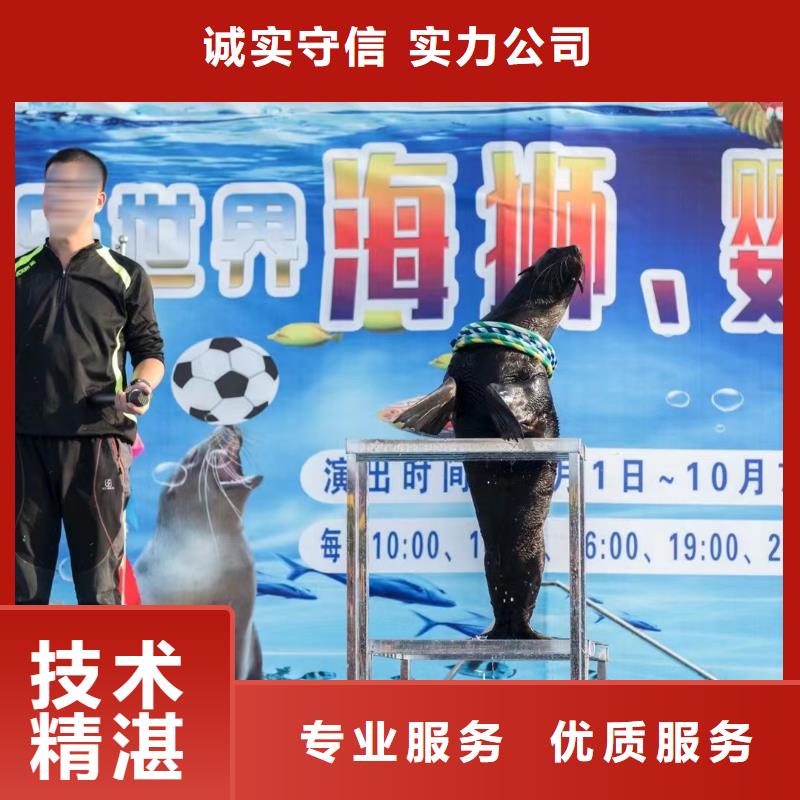 羊驼出租视频-羊驼出租-兮洋动物展览(资阳市分公司)服务区域安岳|雁江|雅安|乐山|攀枝花|阿坝