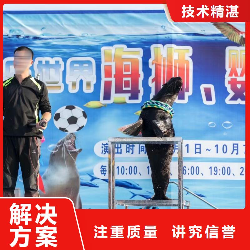 海洋主题动物表演观赏性羊驼租赁免费咨询
