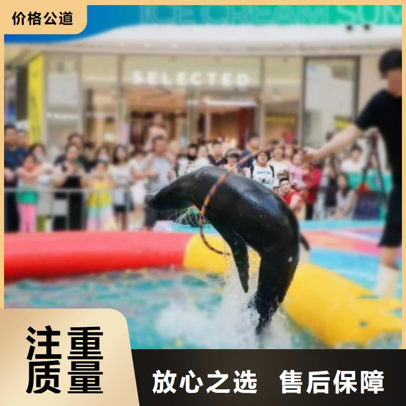 海洋主题动物表演出租企鹅质优价廉