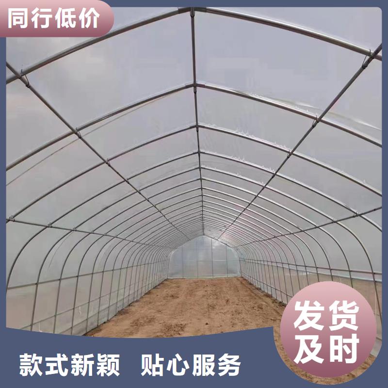 县葡萄避雨大棚实力老厂