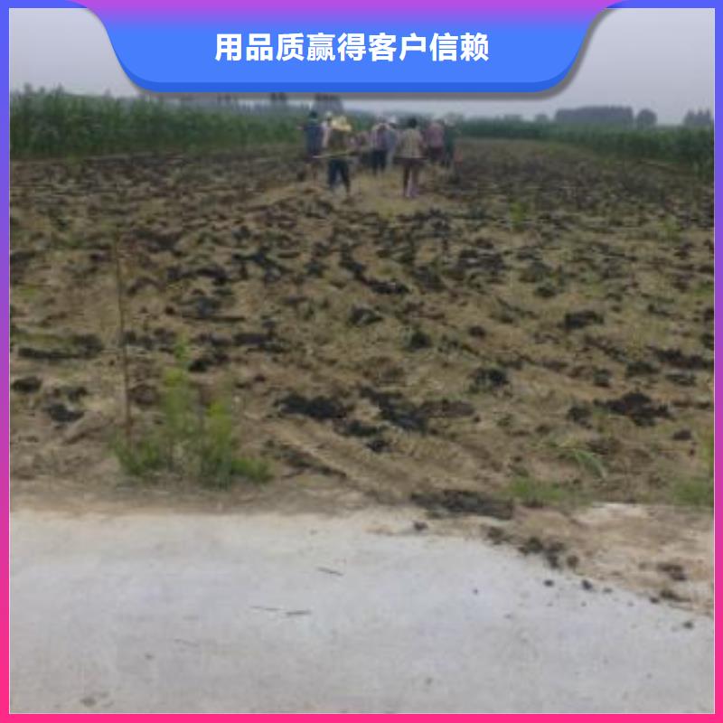 发酵鸡粪改良土壤