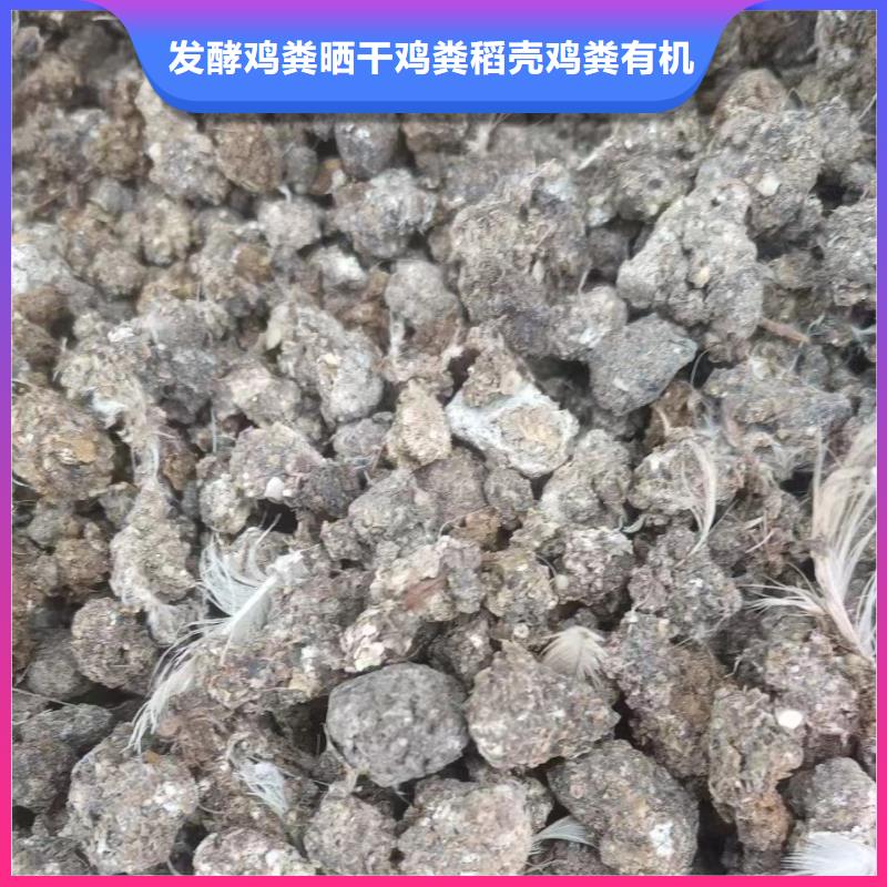 干鸡粪块让西红柿提早上市
