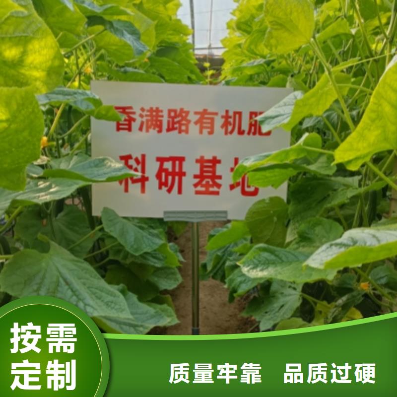 干鸡粪块让西红柿提早上市