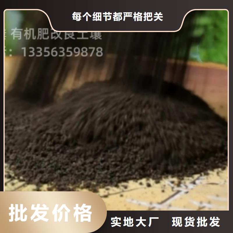 干鸡粪块让西红柿提早上市