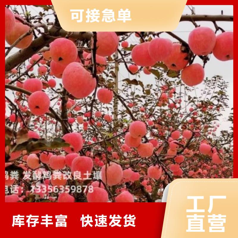 晒干鸡粪成分