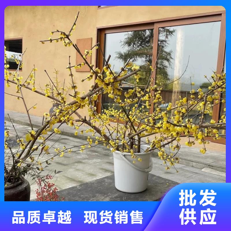 保亭县生态稻草漆生产厂家，批发直销