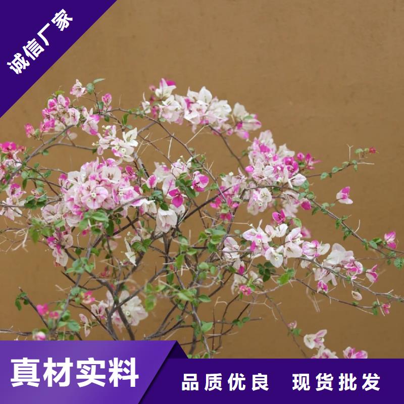 内外墙稻草漆厂家批发，承接工程