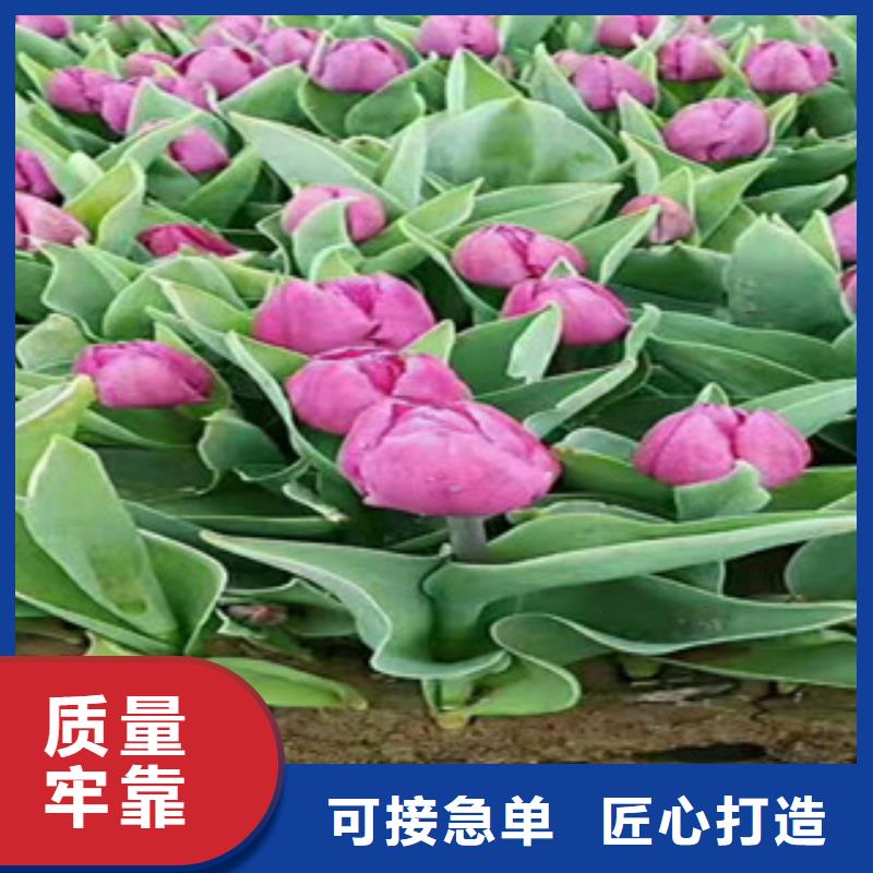 时令草花观赏草/蒲苇狼尾草质量上乘