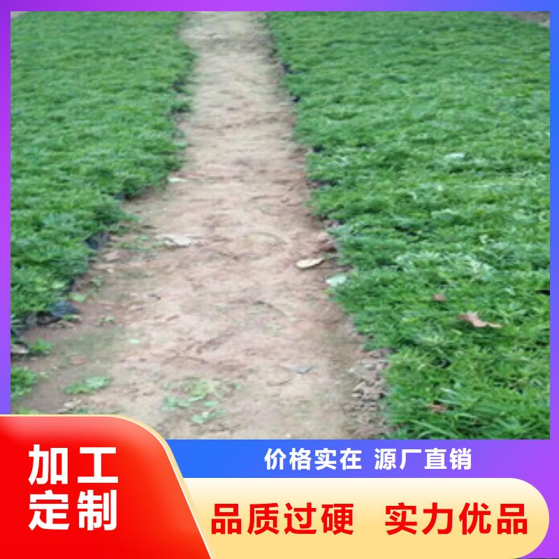 时令草花宿根花卉基地支持定制加工