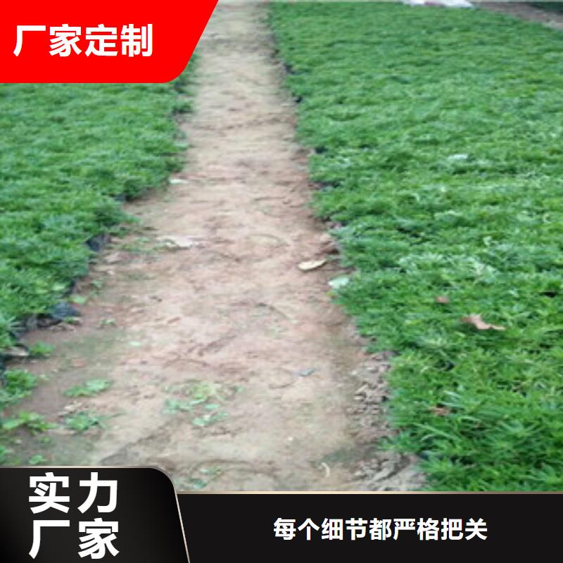 耐寒耐旱草花基地视频-耐寒耐旱草花基地|甘肃省嘉峪关市|甘南|兰州|武威|张掖